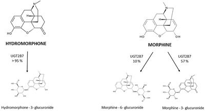 Hydromorphone Prescription for Pain in Children—What Place in Clinical Practice?